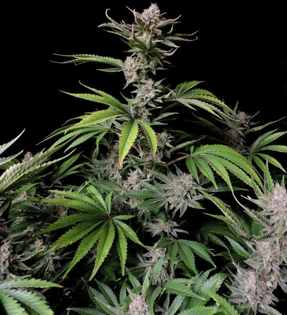 Fast Buds Cherry Cola Auto Fem 3St.