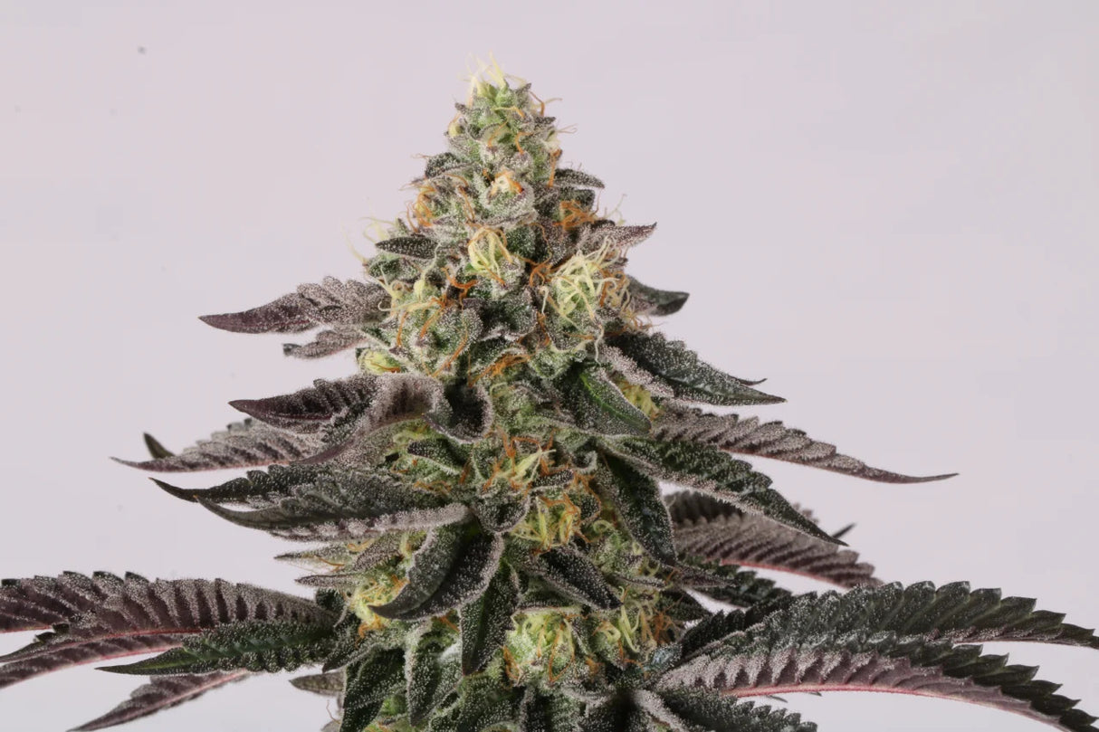 Paradise Seeds Sunset Paradise Fem 3St.