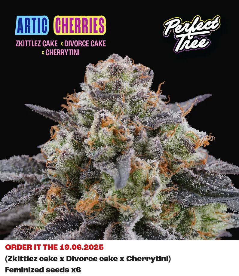 Perfect Tree Artic Cherries Fem 6St.