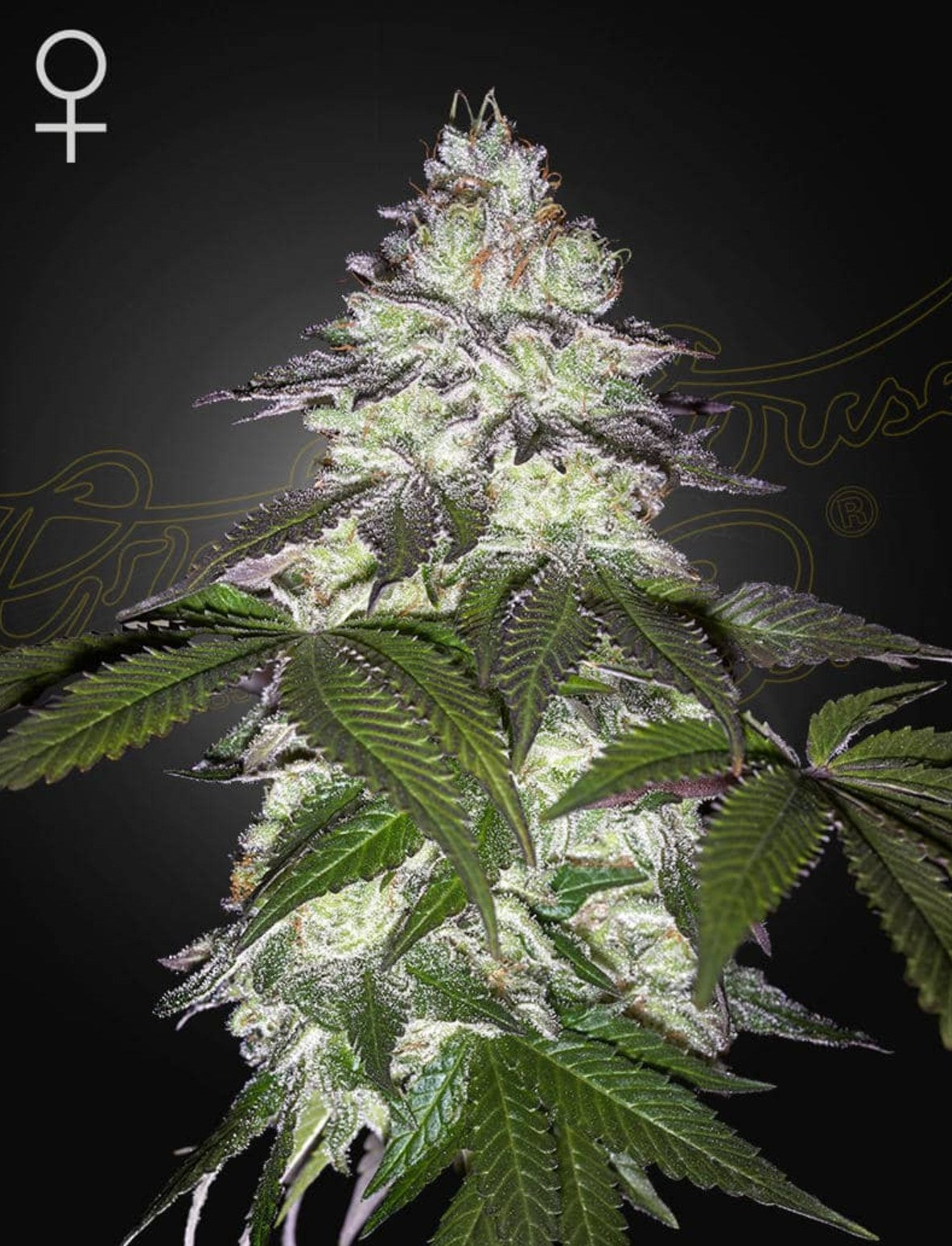 Green House Seed Co. Milky Dreams Fem 3St.