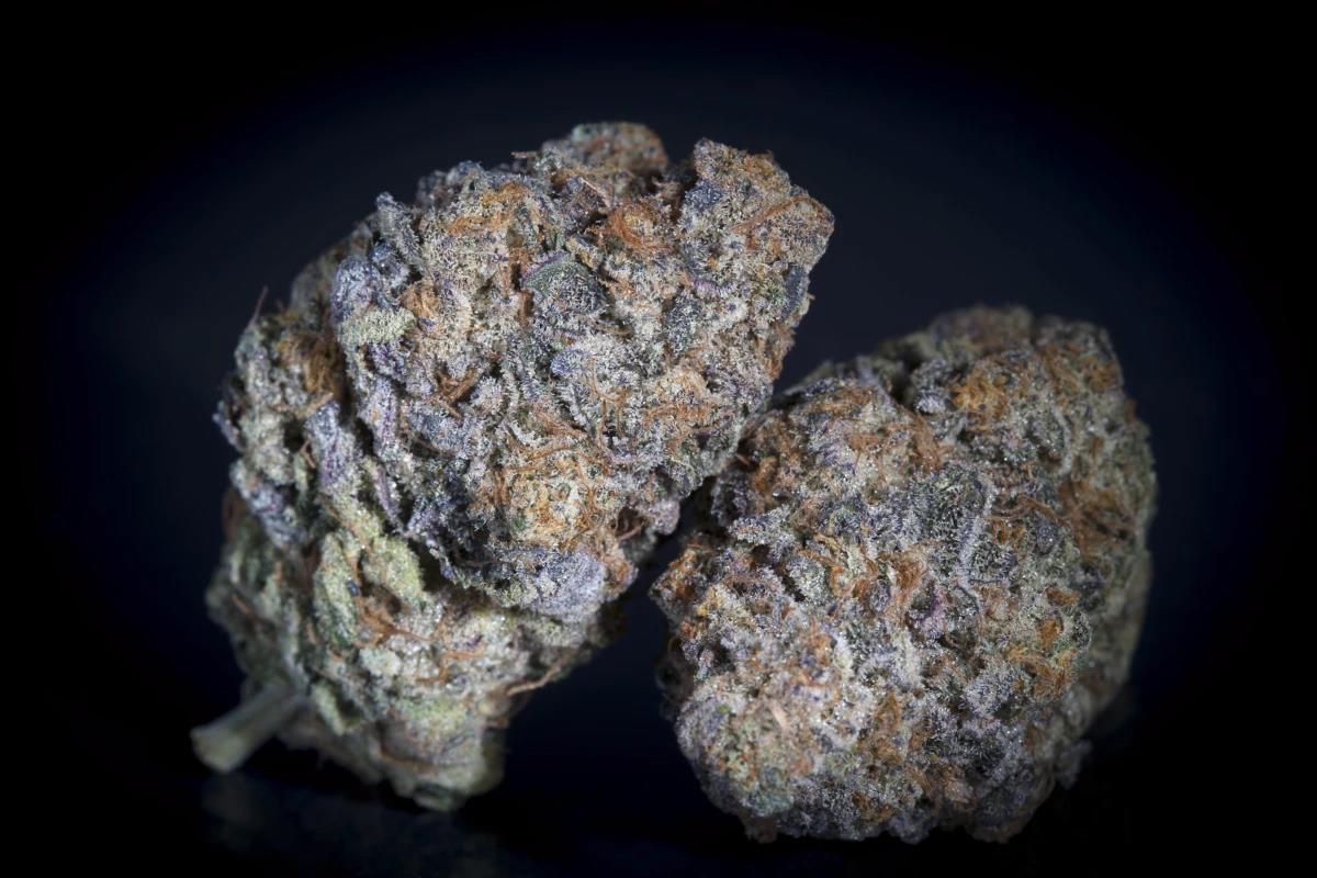 Paradise Seeds Gulupa Fem 3St.