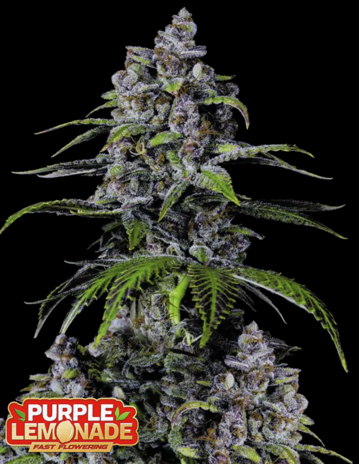 Fast Buds Purple Lemonade FF Fem 3St.