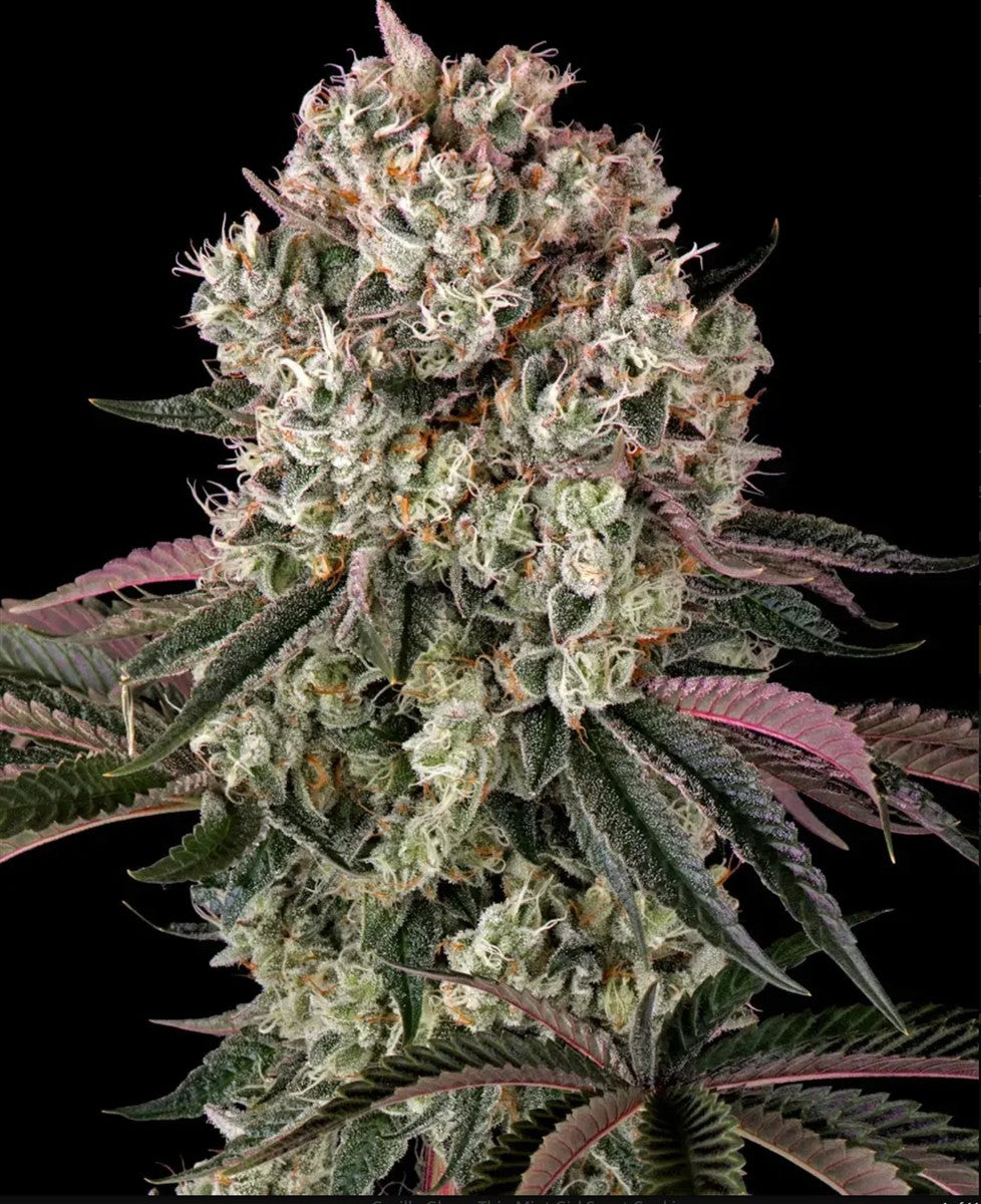 Barneys Farm Glookies Fem 3St.