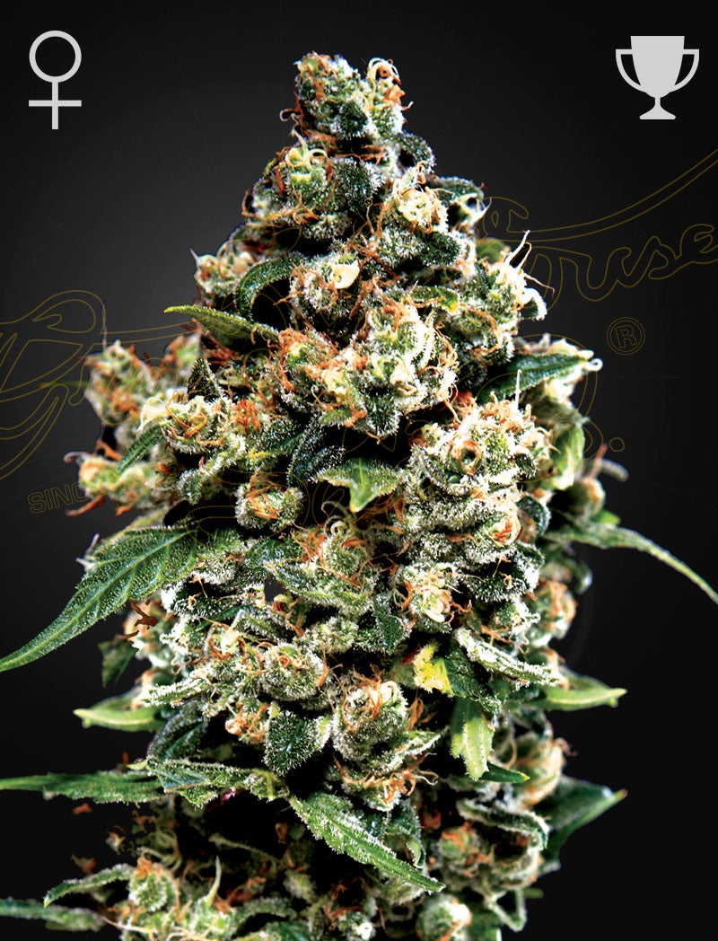 Green House Seed Co. Jack Herer Fem. 3St.