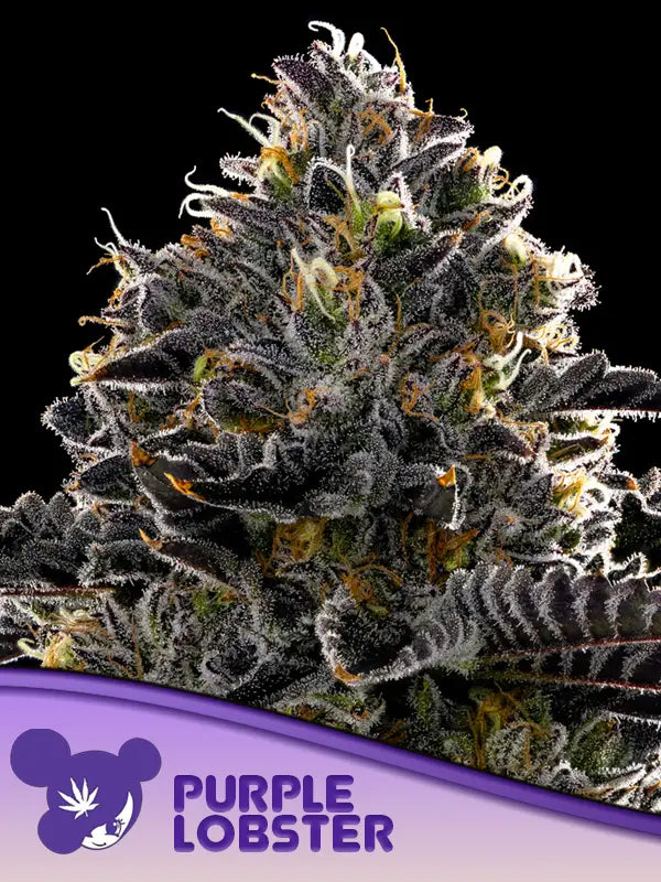 Anesia Seeds Purple Lobster Fem 3St.