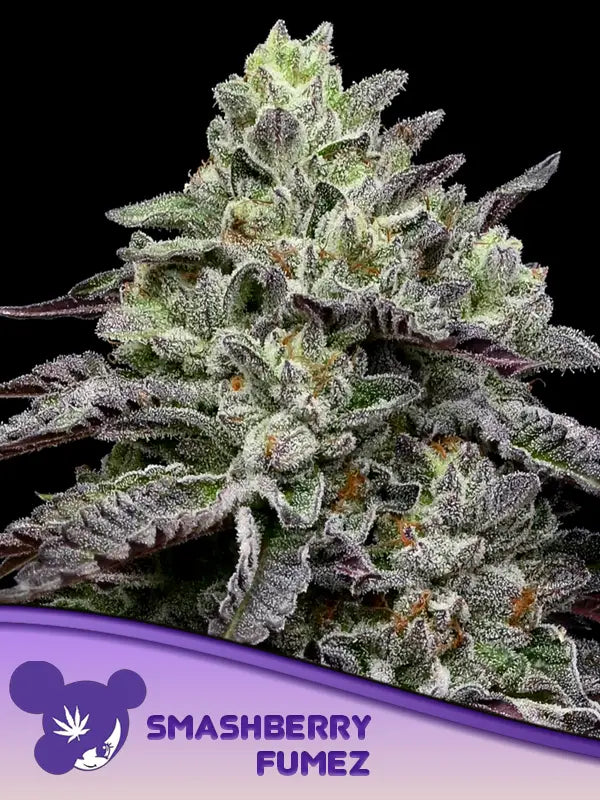 Anesia Smashberry Fumez Fem. 3St.
