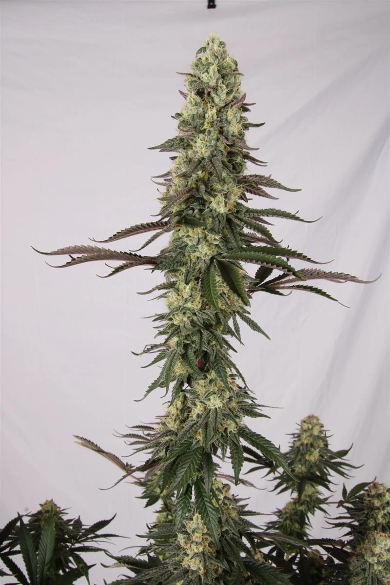 Paradise Seeds El Dorado OG Fem 3St.