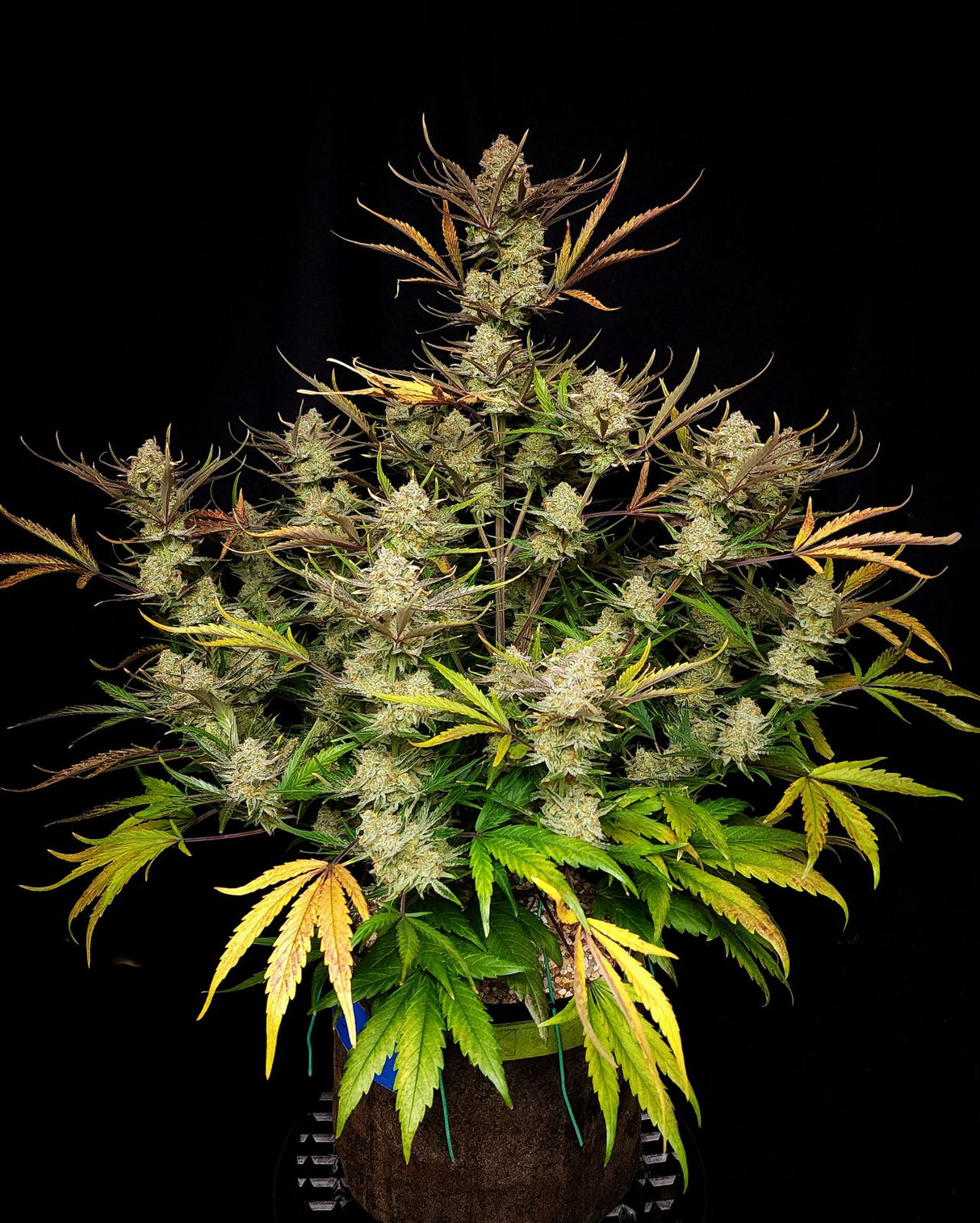 Fast Buds Apple Strudel Auto Fem 3St.