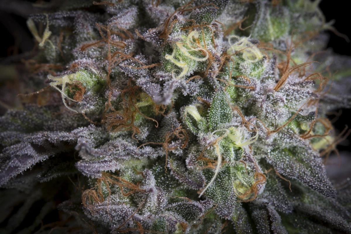 Paradise Seeds Gulupa Fem 3St.