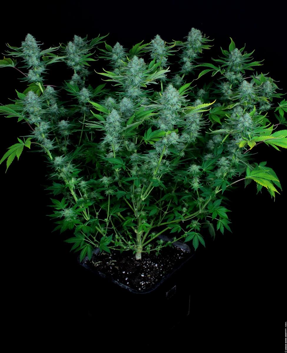 Paradise Seeds Nebula Fem 3St.
