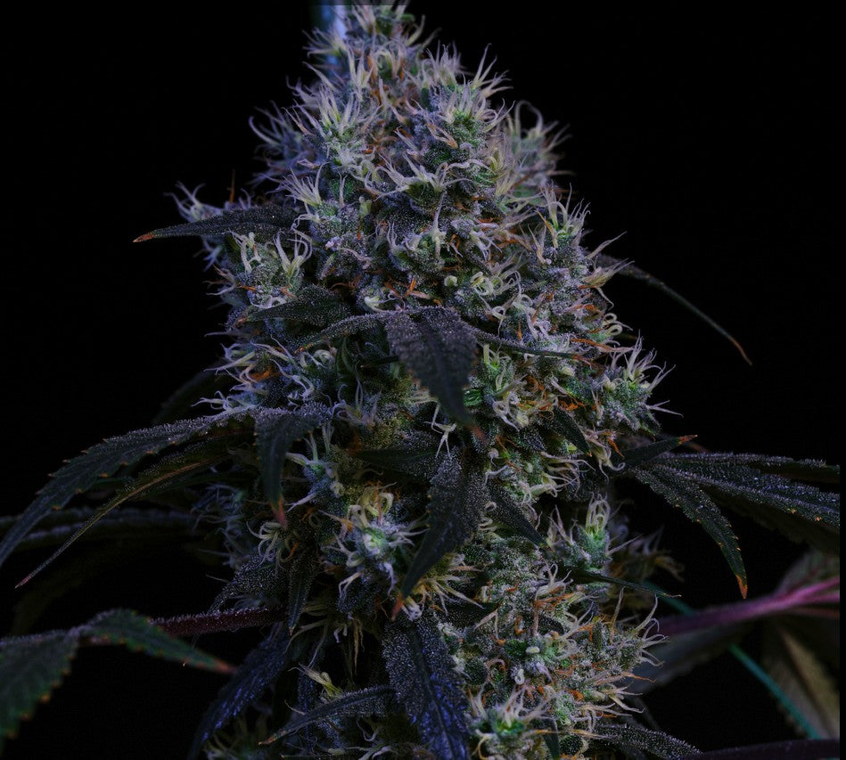 Ethos Super Lemon Haze RBX3 Fem 5St.