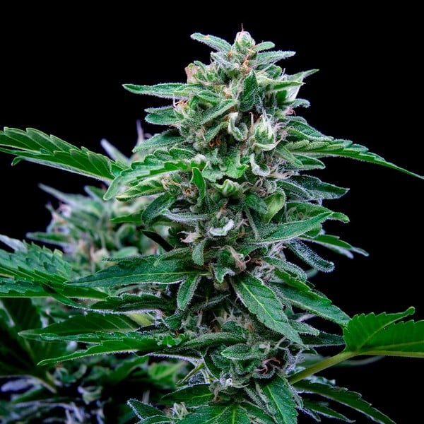 Royal Queen Seeds Stress Killer Automatic CBD Fem. 3St.