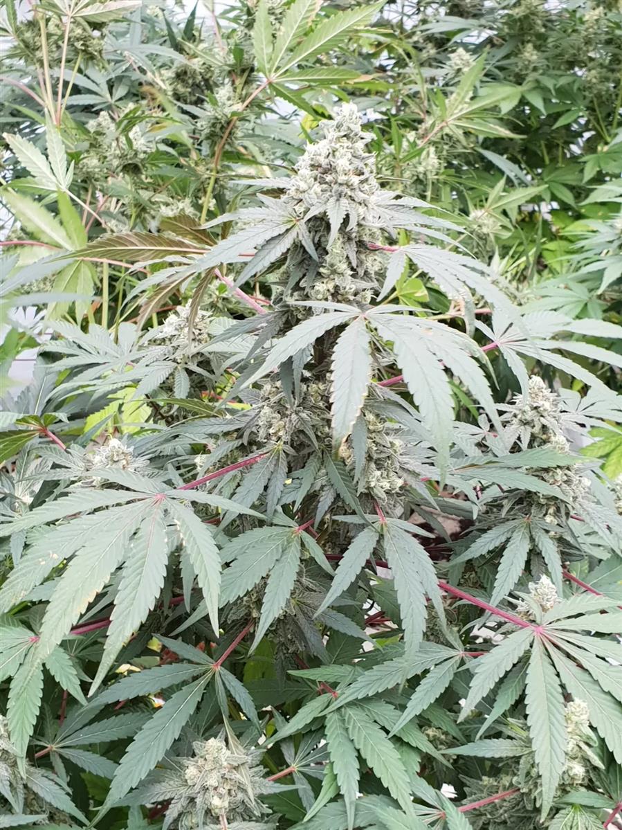 Paradise Seeds Lemonade Auto Fem 3St.