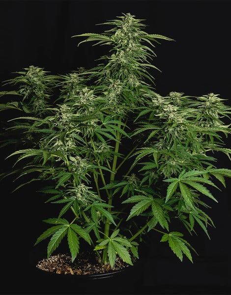 Royal Queen Seeds Apollo F1 Auto Fem. 3St.