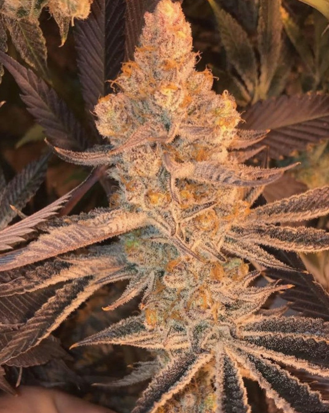 In House Genetics Dolato S1