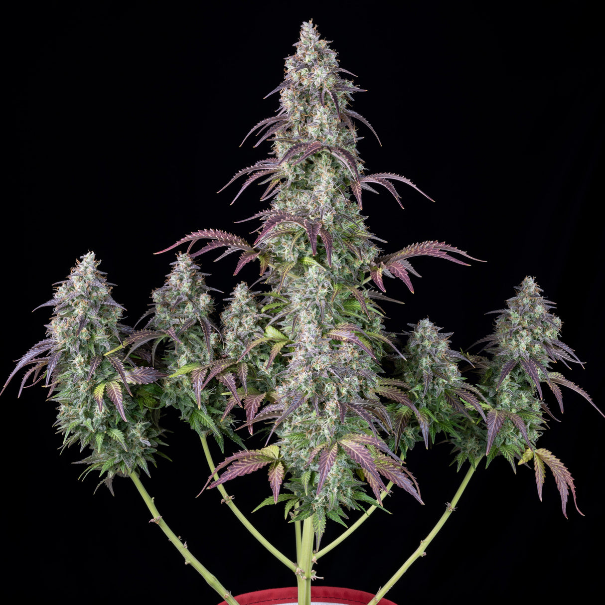 Fast Buds Lemon Pie Auto Fem 3St.