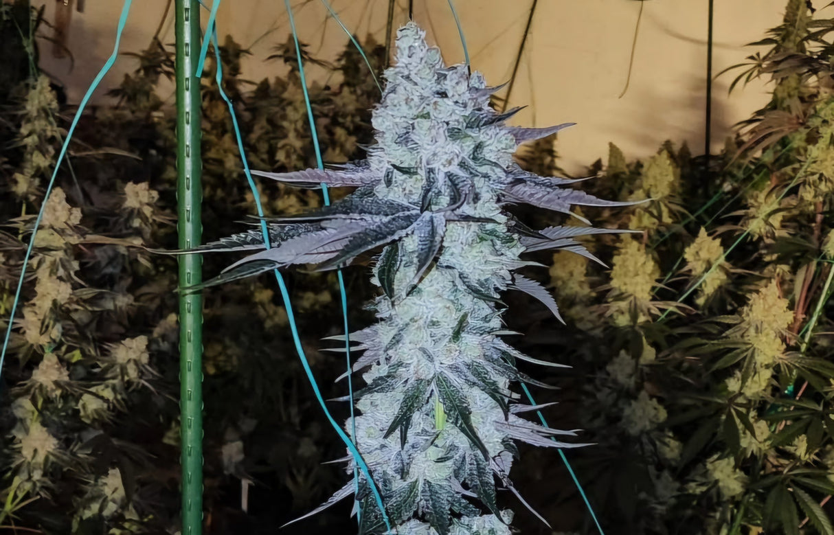 Ethos All the Sauces R1 Fem 5St.