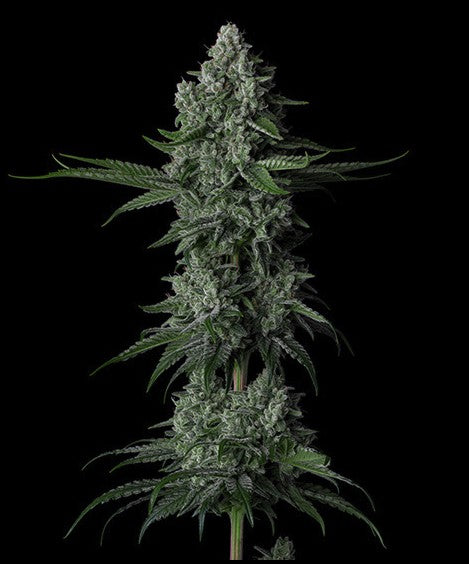 Ethos Grandpa's Stash R2 Fem 5St.