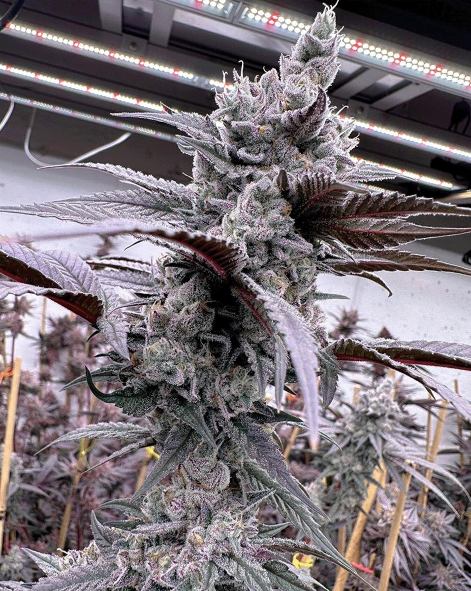 Solfire Gardens Lung Buster Fem 3St.