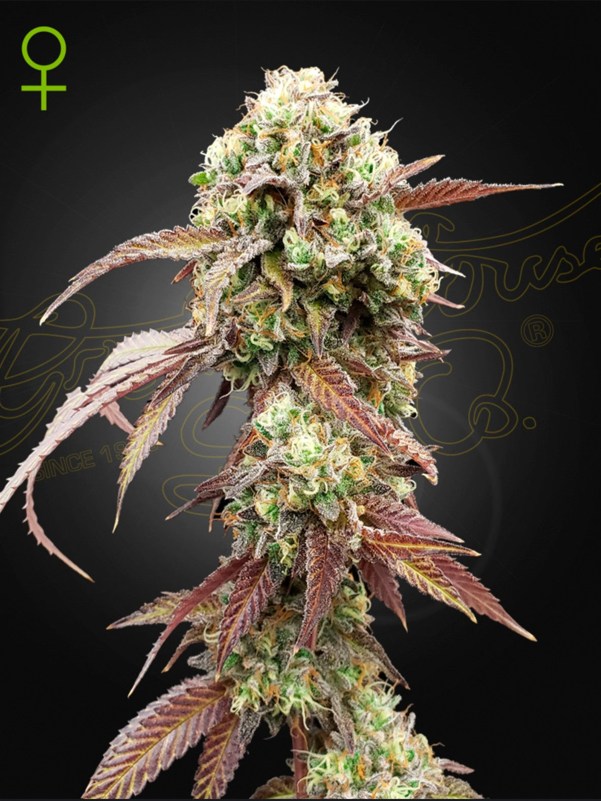 Green House Seed Co. West Coast OG x Gelato Auto 41 Fem 3St.