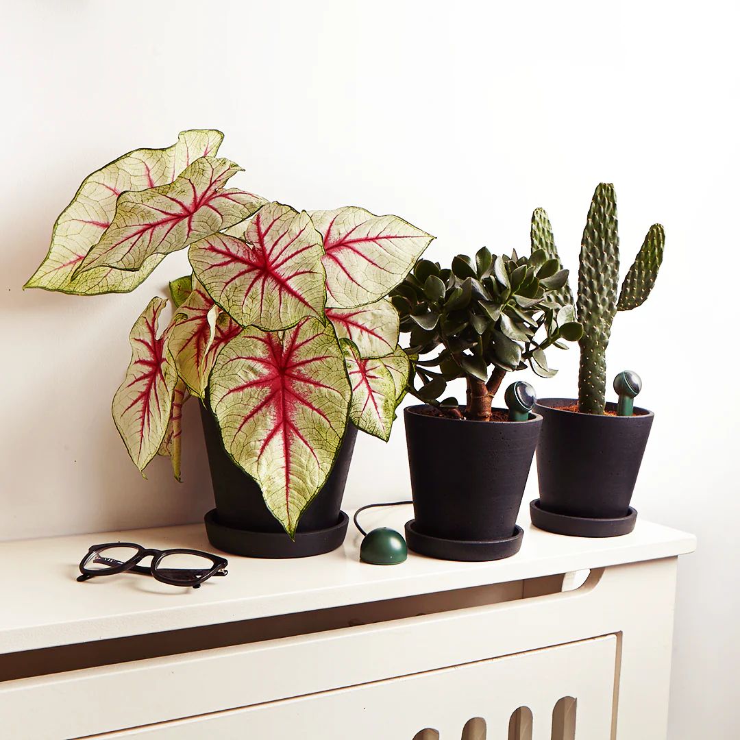 FYTA Beam 3er Set mit Hub