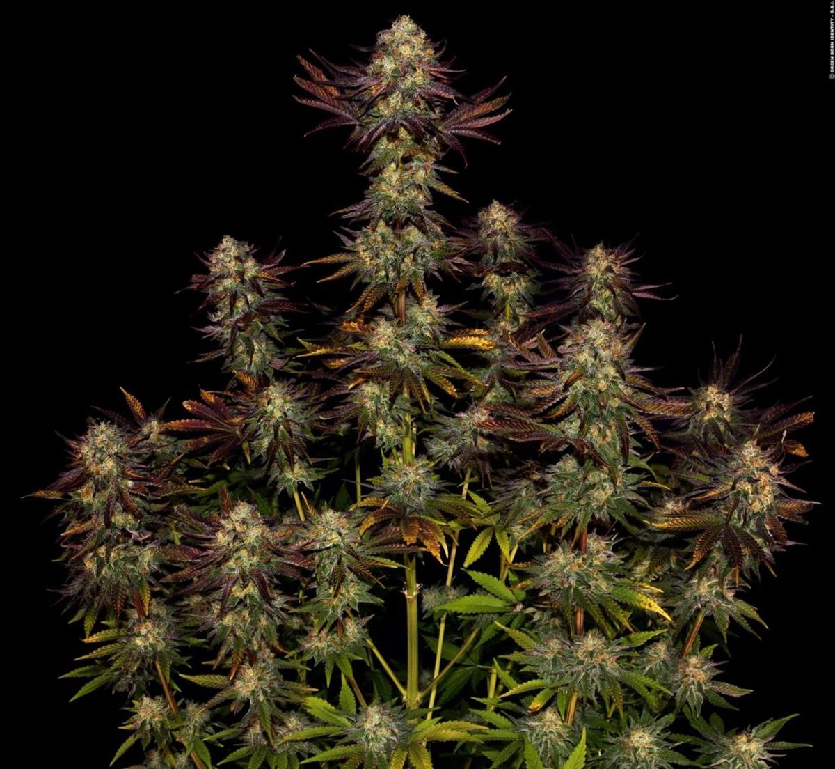 Paradise Seeds Tangerine Sorbet Fem 3St.