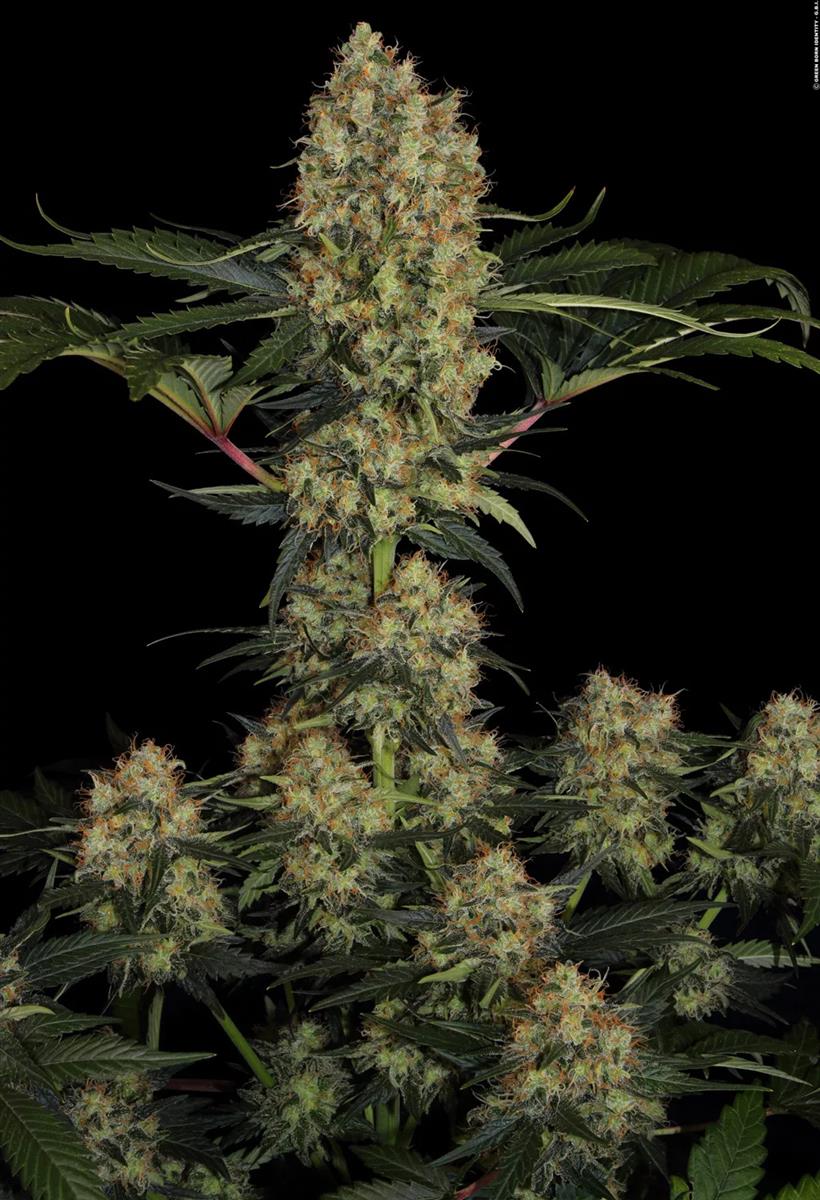 Paradise Seeds Mendocino Skunk Fem 3St.