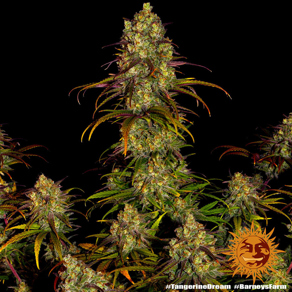 Barneys Farm Tangerine Dream Fem 3St.