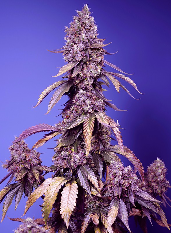 Sweet Seeds Black Muffin F1 Fast Fem 3St.