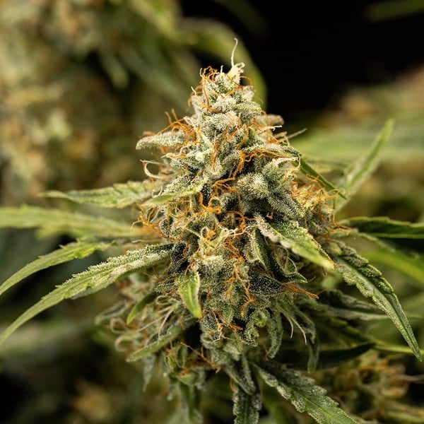 Royal Queen Seeds Medusa F1 Auto Fem. 3St.