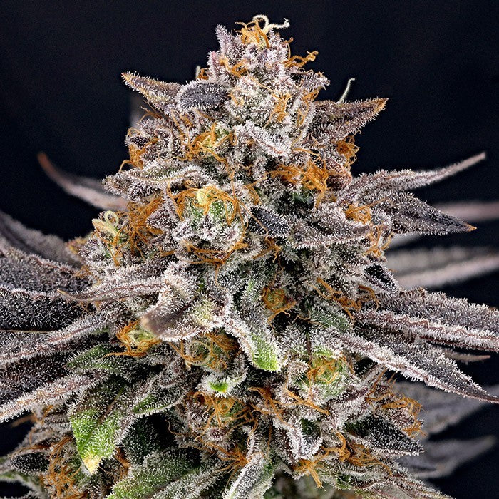 Ripper Seeds Candygaz Fem 3St.
