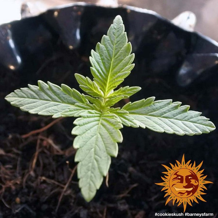 Barneys Farm Cookies Kush Fem 3St.