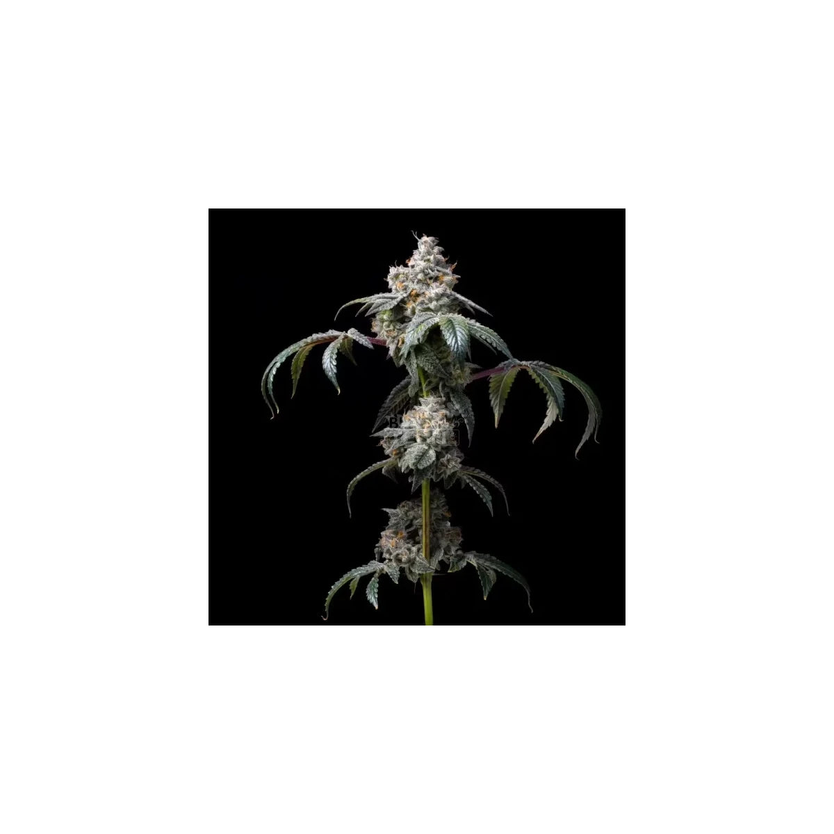 Cookies Seeds Dirty Diana Fem 3St.