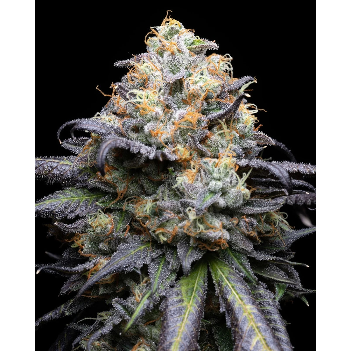 Cookies Seeds Double Sherb Fem 3St.