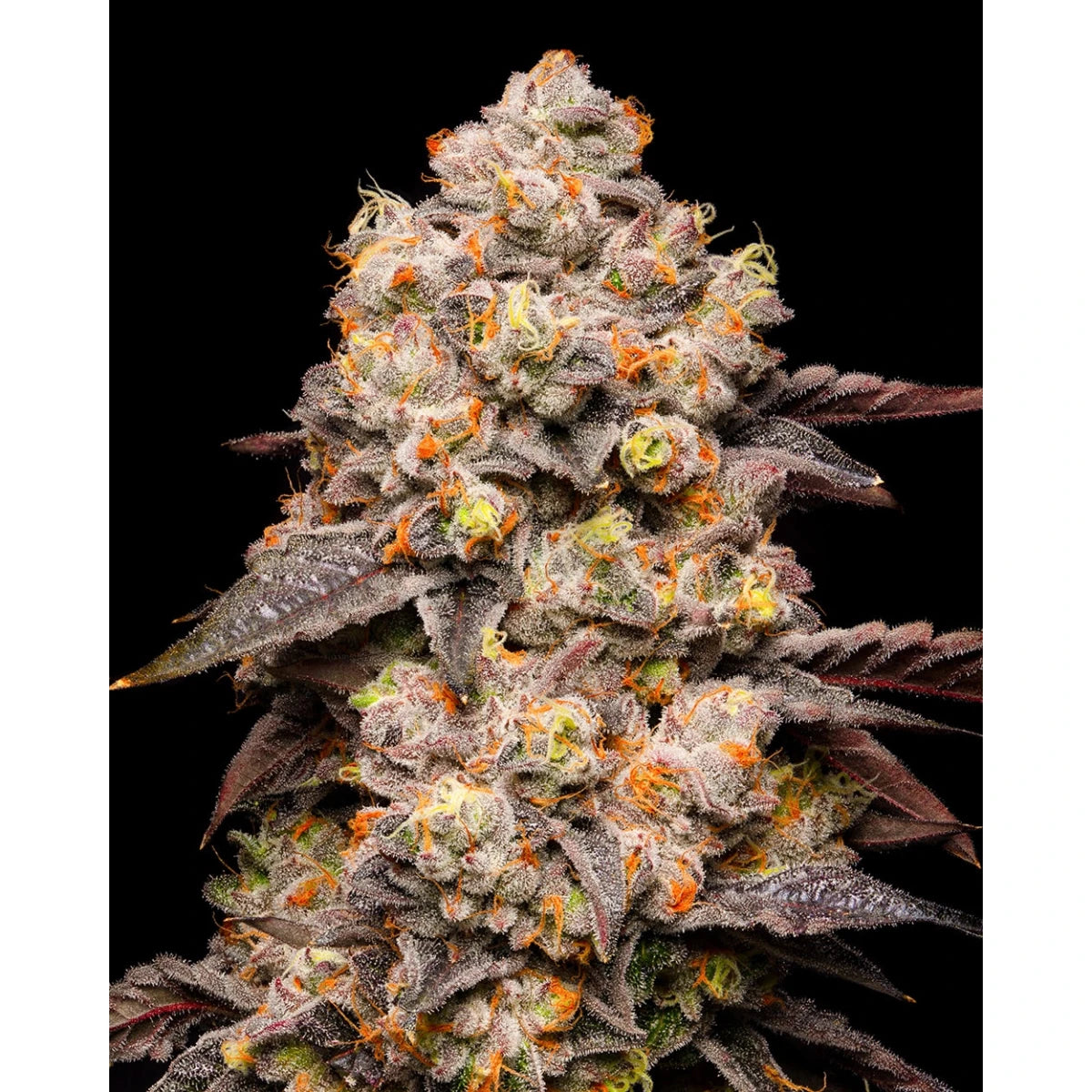 Cookies Seeds Dried Fruit Fem 3St.