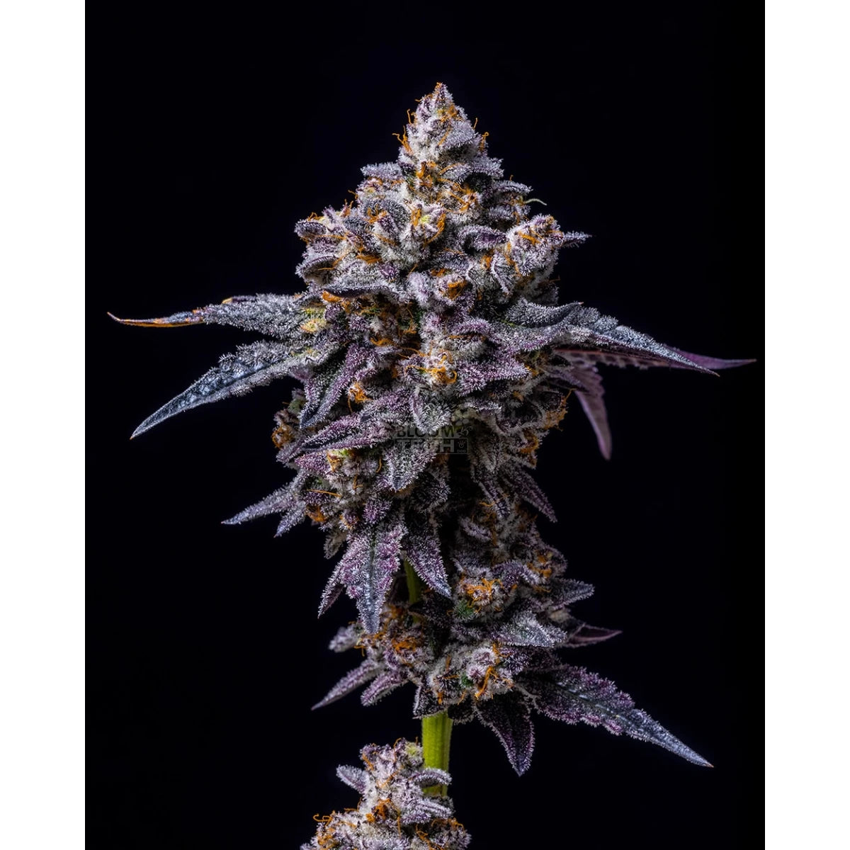 Cookies Seeds Hollywood Fem 3St.