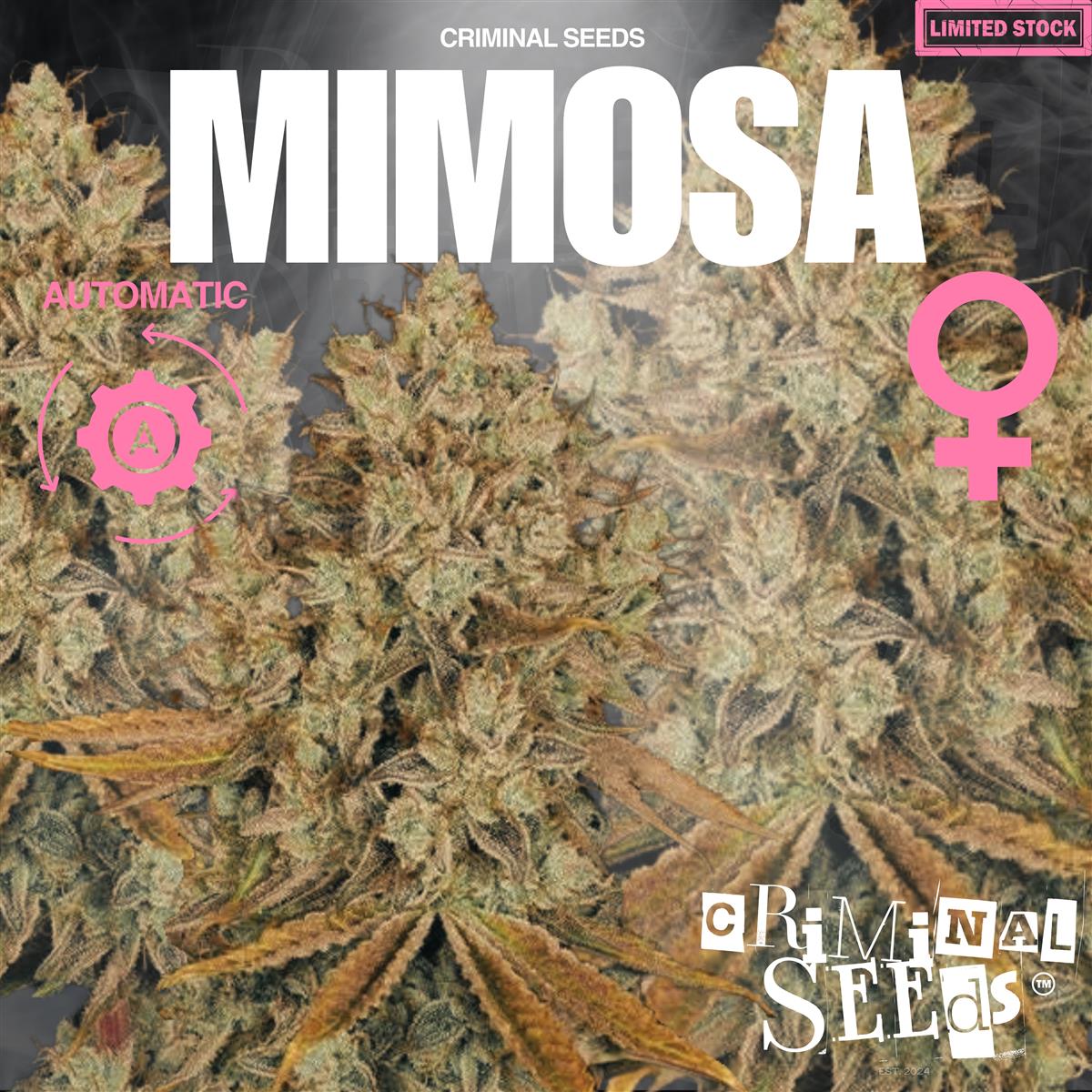 Criminal Seeds Mimosa Auto Fem 3St.