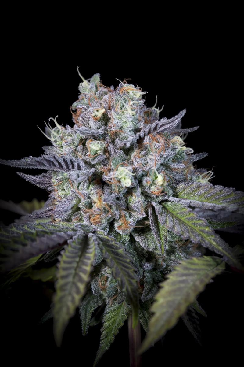 Paradise Seeds Purple Mints Fem 3St.