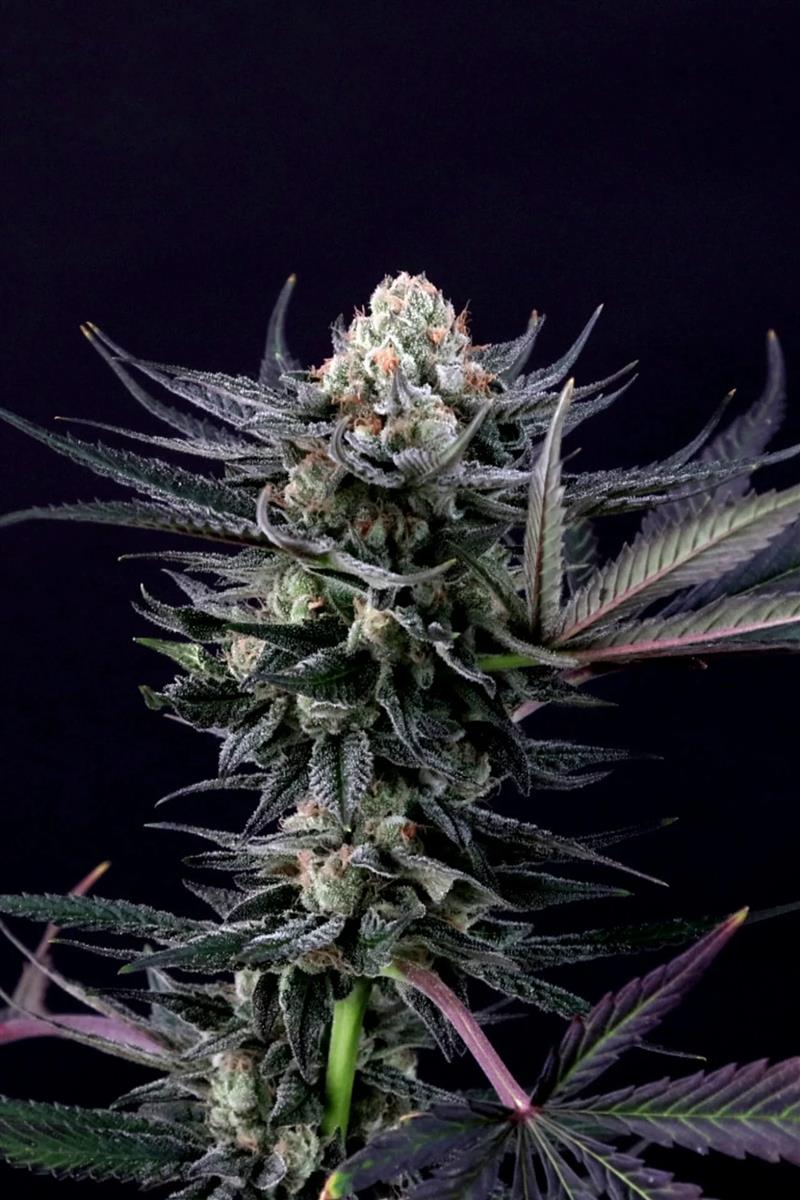 Paradise Seeds Caramba Fem 3St.