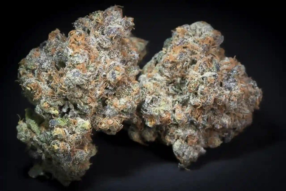 Paradise Seeds Caramba Fem 3St.