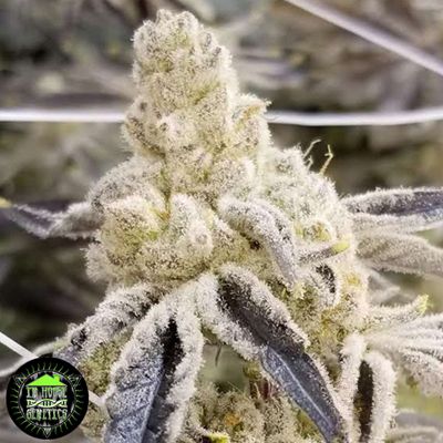 In House Genetics Masterpiece Fem 3St.