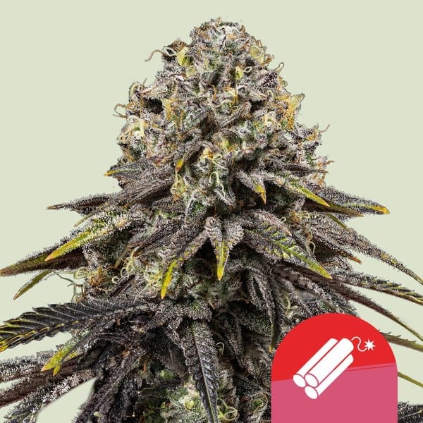 Royal Queen Seeds Dynamite Diesel Tyson Fem. 3St.