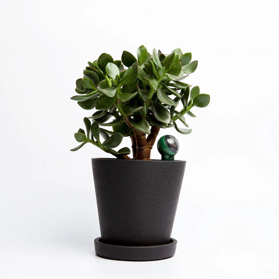 FYTA Beam 1er Set mit Hub