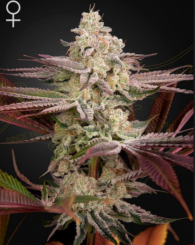 Green House Seed Co. Chemical Bride Fem 3St.