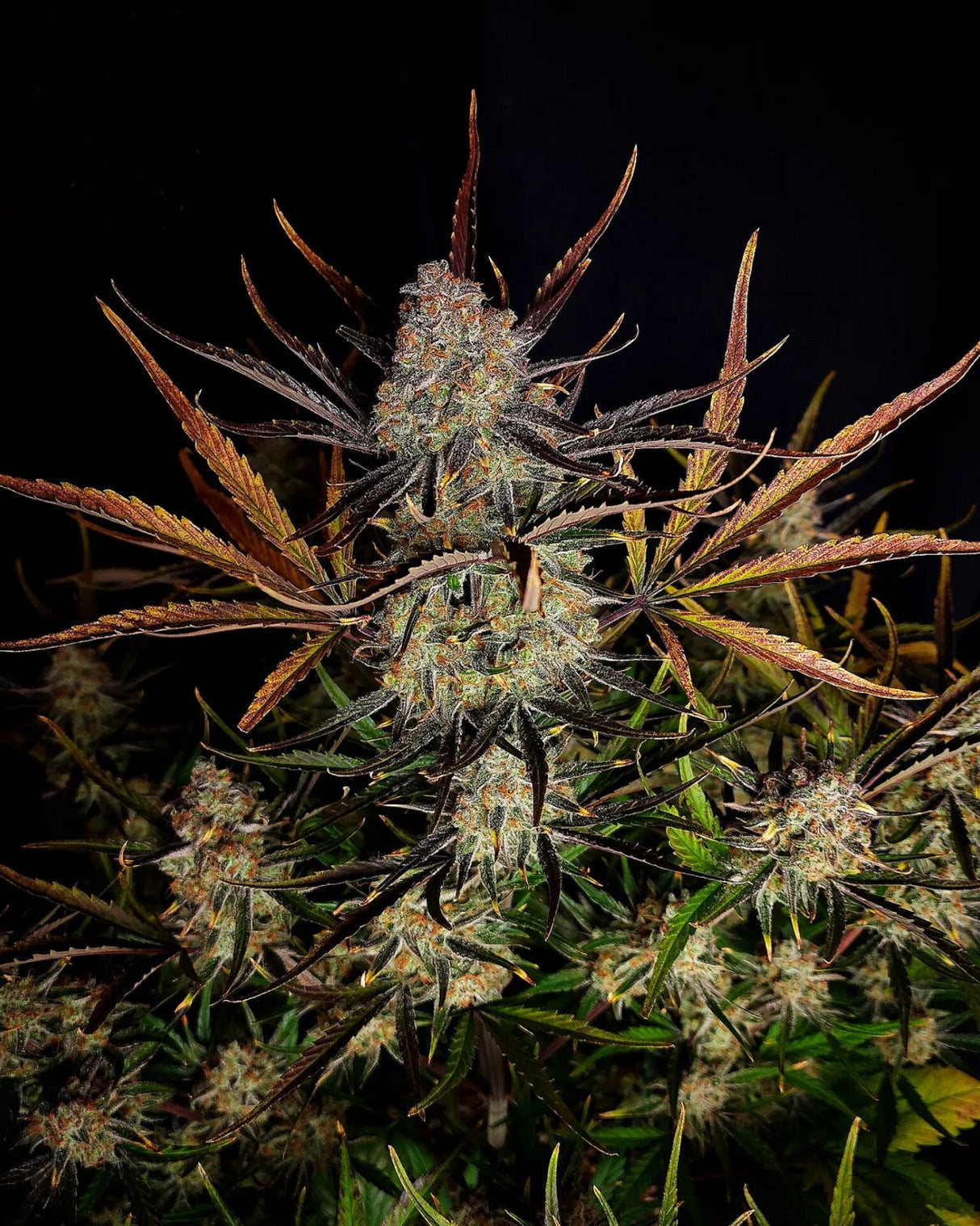 Fast Buds Apple Strudel Auto Fem 3St.