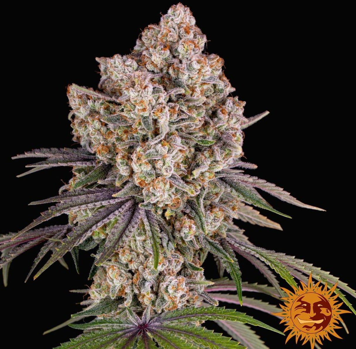 Barneys Farm Ice Cream Cake Fem 3St.