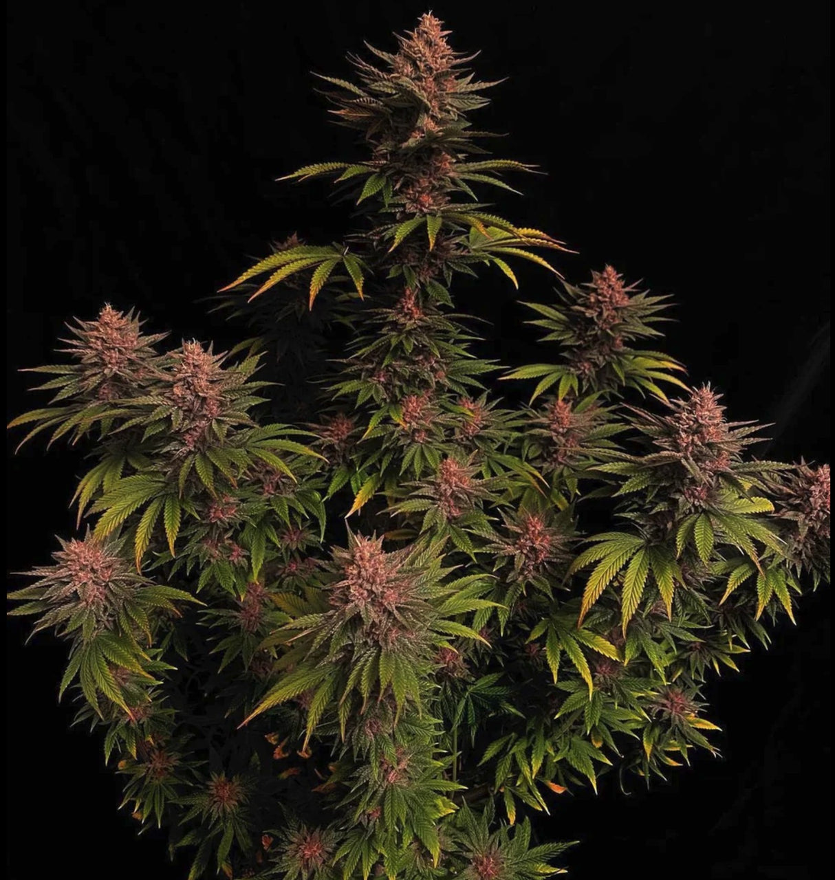 Fast Buds Purple Lemonade FF Fem 3St.