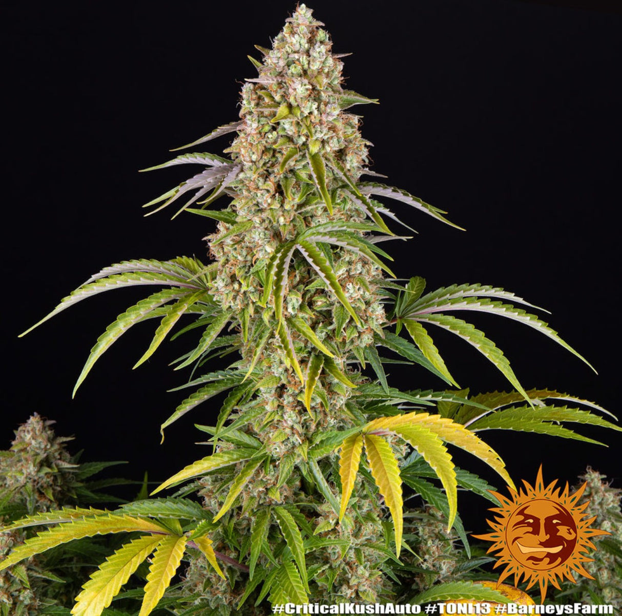 Barneys Farm Critical Kush Auto Fem 3St.