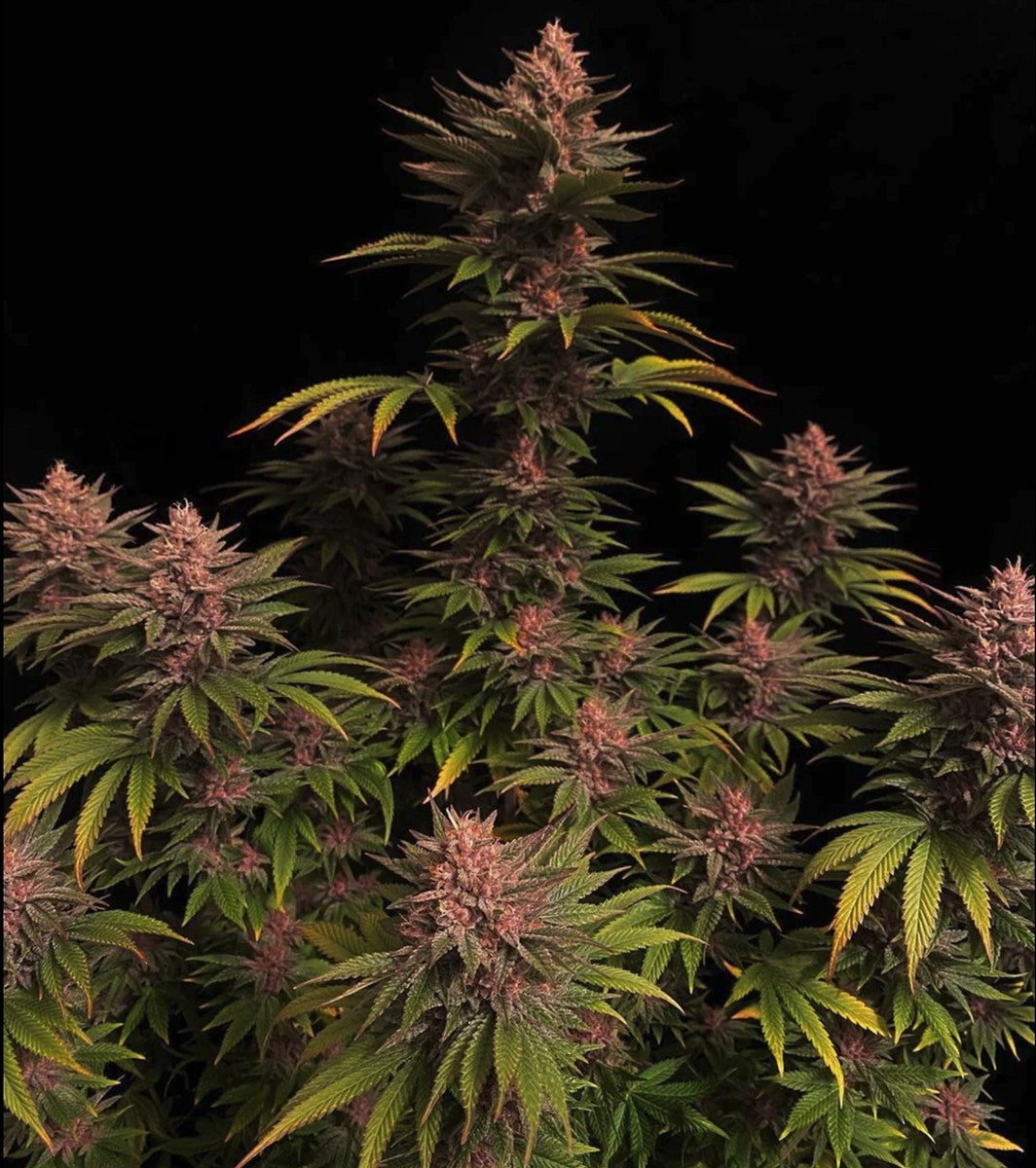 Fast Buds Purple Lemonade FF Fem 3St.