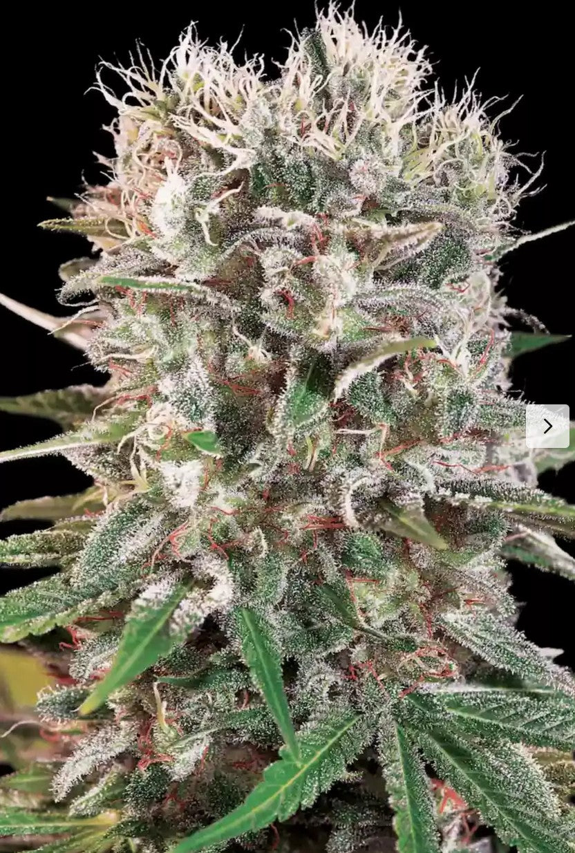 Paradise Seeds Wappa Fem 3St.